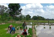 Babinsa Koramil 403-03/ Martapura Serda Anton Wibowo, Bantu warga Masyarakat bertani dan turun kesawah