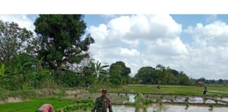 Babinsa Koramil 403-03/ Martapura Serda Anton Wibowo, Bantu warga Masyarakat bertani dan turun kesawah