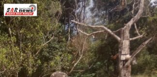 Si Kecil Layak Di Budidayakan Ke Dunia Pertanian