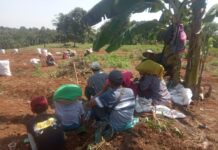 Pemerintah dan Investor Ikut Andil Dalam Mensejahterakan Petani Desa Sukaharja