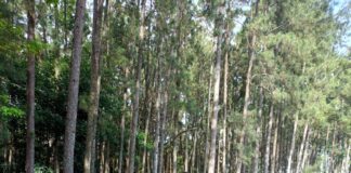 Kunjungan Kerja DPP ke DPD Cianjur Membahas Program Partai PADI