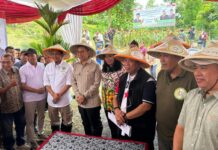 Menhut Raja Juli Antoni dan Menbud Fadli Zon, Didampingi Haji Taufiq Jalan-Jalan ke Hutan Sosial Panen Sorghum