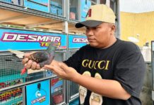 Wow… Burung Merpati Seharga Mobil Terjual Di Tangerang Selatan