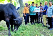 Bupati Simalungun Didampingi Kapolres Dan Kajari Serahkan Hewan Qurban Dari Presiden RI.