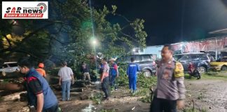 Pohon Trembesi Tumbang di Jalan Lingkar Selatan, Tim Gabungan Evakuasi Hingga Malam Hari