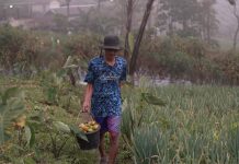 Kisah Petani Sayuran di Lereng Merapi: Penghasilan Melonjak Berkat Program MBG