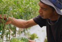 Harga Sayur Lebih Stabil Setelah Ada MBG, Petani Boyolali Harap Program Terus Berlanjut