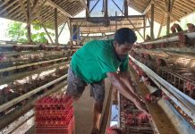 Sempat Sulit Terjual, Kini Seluruh Telur Peternak Ayam Ini Terserap Berkat MBG