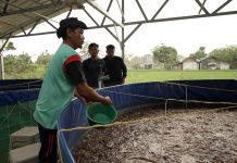 Program MBG Dorong Rantai Pasok Lokal, Budidaya Lele Jadi Tulang Punggung