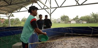 Program MBG Dorong Rantai Pasok Lokal, Budidaya Lele Jadi Tulang Punggung