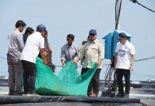 Momen Prabowo Ikut Tarik Jaring Bersama Nelayan Tambak Saat Panen Raya Udang di Kebumen