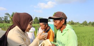 Tinjau Sentra Perbenihan Padi Bulungan, Hj. Rahmawati: Program Prabowo Bikin Petani Makin Optimistis
