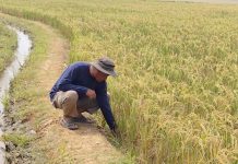 Petani Cirebon Rasakan Manfaat Program Prabowo, Pompanisasi Jaga Sawah Tetap Produktif di Musim Kemarau
