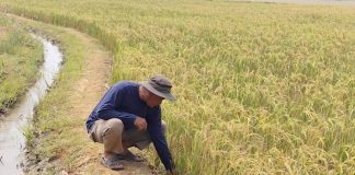 Petani Cirebon Rasakan Manfaat Program Prabowo, Pompanisasi Jaga Sawah Tetap Produktif di Musim Kemarau