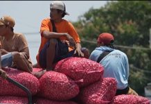 Berdayakan Ekonomi Desa, KDKMP di Nganjuk Serap Bawang Petani di Atas Harga Pasar